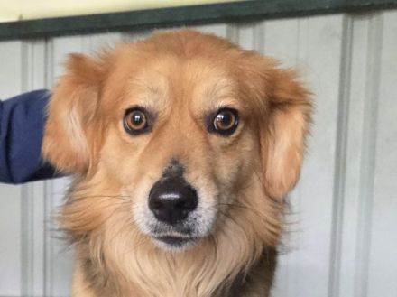 Flick, charmanter, hübscher Kerl sucht aktive(n) Zweibeiner für gemeinsame Abenteuer, 2J, 50 cm