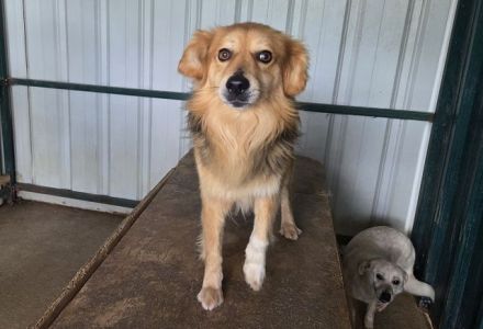 Flick, charmanter, hübscher Kerl sucht aktive(n) Zweibeiner für gemeinsame Abenteuer, 2J, 50 cm