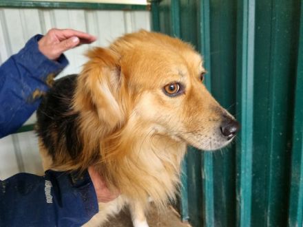 Flick, charmanter, hübscher Kerl sucht aktive(n) Zweibeiner für gemeinsame Abenteuer, 2J, 50 cm