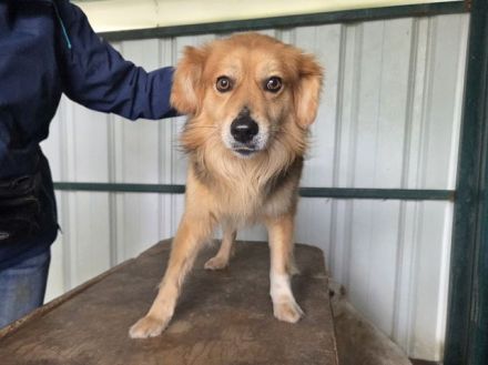 Flick, charmanter, hübscher Kerl sucht aktive(n) Zweibeiner für gemeinsame Abenteuer, 2J, 50 cm