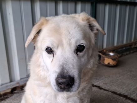 Franz, wer gibt dem alten, lieben Herrn noch ein paar schöne Jahre? 11J, 52 cm