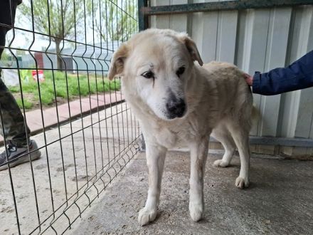 Franz, wer gibt dem alten, lieben Herrn noch ein paar schöne Jahre? 11J, 52 cm