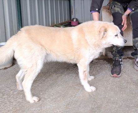 Franz, wer gibt dem alten, lieben Herrn noch ein paar schöne Jahre? 11J, 52 cm