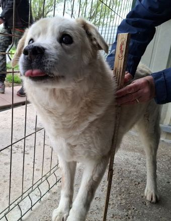 Franz, wer gibt dem alten, lieben Herrn noch ein paar schöne Jahre? 11J, 52 cm