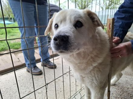 Franz, wer gibt dem alten, lieben Herrn noch ein paar schöne Jahre? 11J, 52 cm