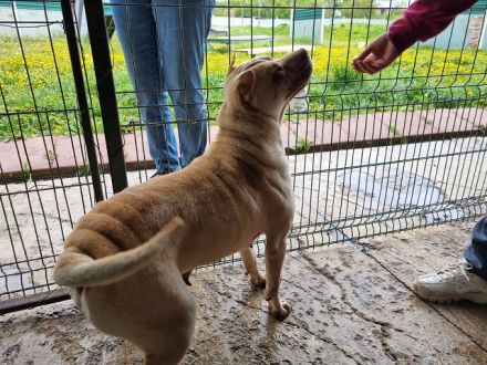 Keiko, Schmusekugel im Hundefell - wer liebt Hundeküsse :-) ? 3,5J, 49 cm