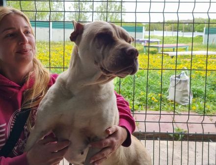 Keiko, Schmusekugel im Hundefell - wer liebt Hundeküsse :-) ? 3,5J, 49 cm