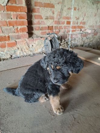 3 süsse Schäferhundmixwelpen  suchen bald  ein liebevolles für immer zuhause !!!