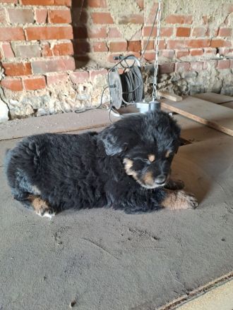 3 süsse Schäferhundmixwelpen  suchen bald  ein liebevolles für immer zuhause !!!