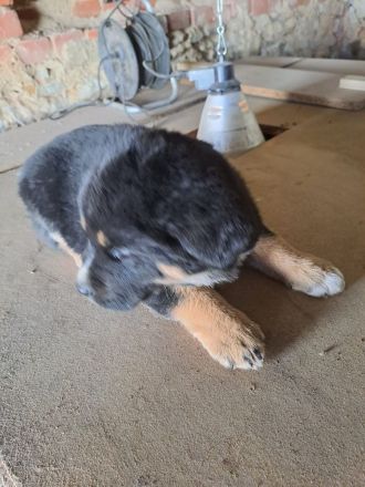 3 süsse Schäferhundmixwelpen  suchen bald  ein liebevolles für immer zuhause !!!