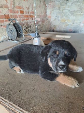 3 süsse Schäferhundmixwelpen  suchen bald  ein liebevolles für immer zuhause !!!