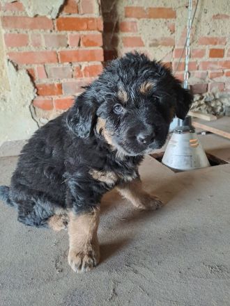 3 süsse Schäferhundmixwelpen  suchen bald  ein liebevolles für immer zuhause !!!