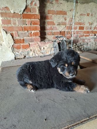 3 süsse Schäferhundmixwelpen  suchen bald  ein liebevolles für immer zuhause !!!