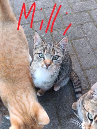 Katze sucht liebevolles Zuhause