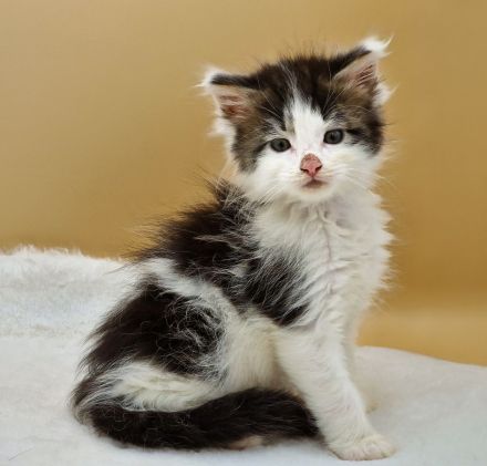 Maine Coon Kitten