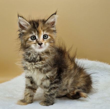 Maine Coon Kitten
