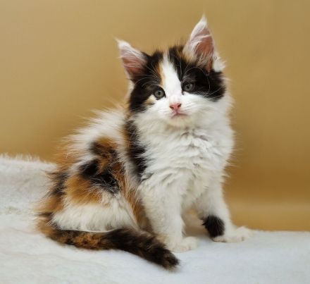 Maine Coon Kitten