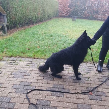 Schwarzer Schäferhund