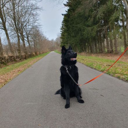 Schwarzer Schäferhund