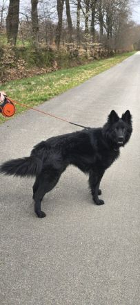 Schwarzer Schäferhund