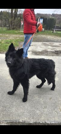 Schwarzer Schäferhund