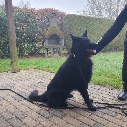 Schwarzer Schäferhund