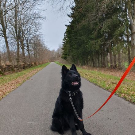 Schwarzer Schäferhund