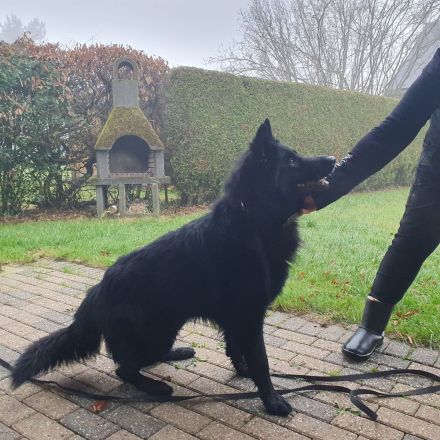 Schwarzer Schäferhund