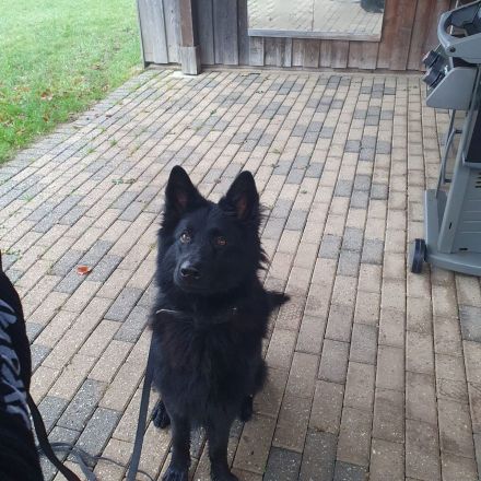 Schwarzer Schäferhund