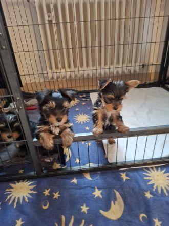 Yorkshire Terrier reinrassig Welpen