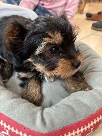 Yorkshire Terrier reinrassig Welpen