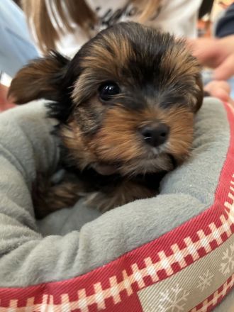 Yorkshire Terrier reinrassig Welpen