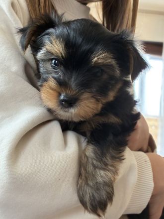 Yorkshire Terrier reinrassig Welpen