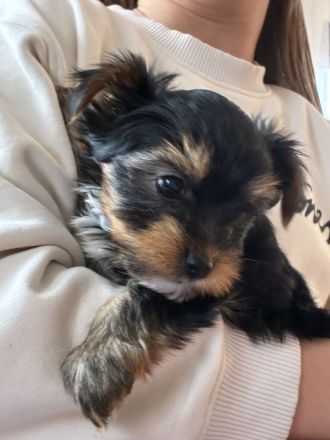 Yorkshire Terrier reinrassig Welpen