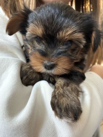 Yorkshire Terrier reinrassig Welpen