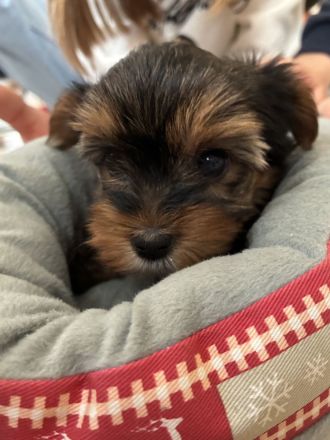Yorkshire Terrier reinrassig Welpen