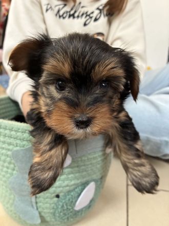 Yorkshire Terrier reinrassig Welpen