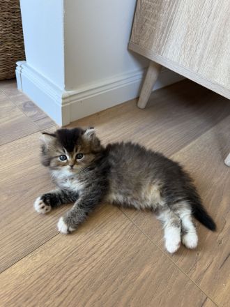 Britisch Langhaar Kitten suchen ein liebevolles Zuhause - Ragdoll&BLH mix