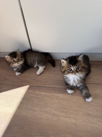 Britisch Langhaar Kitten suchen ein liebevolles Zuhause - Ragdoll&BLH mix