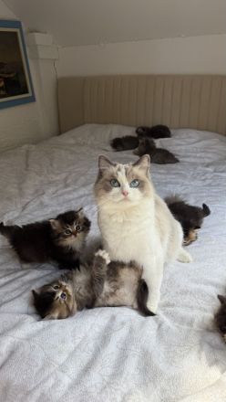 🐾 7 zuckersüße Babykatzen suchen ein liebevolles Zuhause - Ragdoll&BLH mix