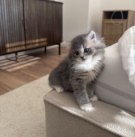 Britisch Langhaar Kitten suchen ein liebevolles Zuhause - Ragdoll&BLH mix