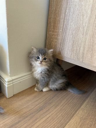 Britisch Langhaar Kitten suchen ein liebevolles Zuhause - Ragdoll&BLH mix