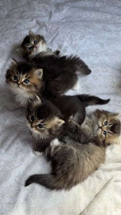 🐾 7 zuckersüße Babykatzen suchen ein liebevolles Zuhause - Ragdoll&BLH mix