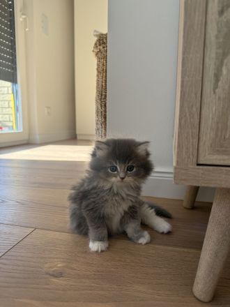 Britisch Langhaar Kitten suchen ein liebevolles Zuhause - Ragdoll&BLH mix