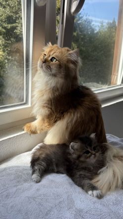 🐾 7 zuckersüße Babykatzen suchen ein liebevolles Zuhause - Ragdoll&BLH mix