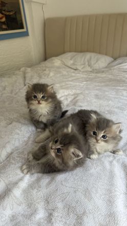 🐾 7 zuckersüße Babykatzen suchen ein liebevolles Zuhause - Ragdoll&BLH mix