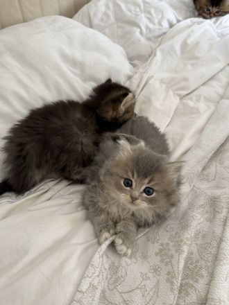 🐾 7 zuckersüße Babykatzen suchen ein liebevolles Zuhause - Ragdoll&BLH mix