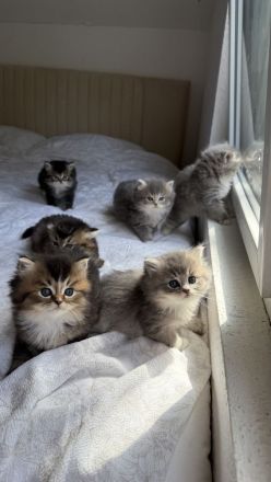 🐾 7 zuckersüße Babykatzen suchen ein liebevolles Zuhause - Ragdoll&BLH mix