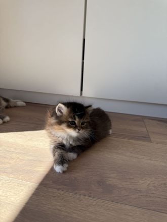 Britisch Langhaar Kitten suchen ein liebevolles Zuhause - Ragdoll&BLH mix