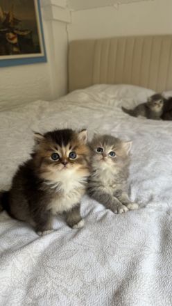 🐾 7 zuckersüße Babykatzen suchen ein liebevolles Zuhause - Ragdoll&BLH mix